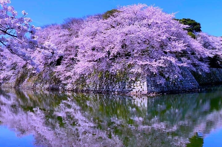 Explore the Historic Castle Town of Hikone from Kyoto — photo 7