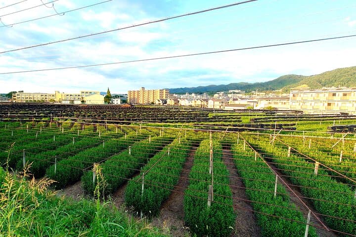 Slow Cycling Tour at Uji's Matcha Green Tea Fields and Heritage — photo 15