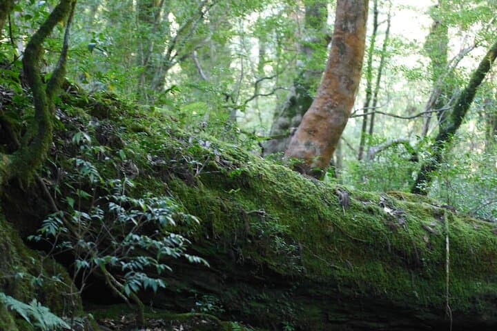 Private Tour: Full-Day Walking Tour with Professional Local Guide in Yakushima Island — photo 3