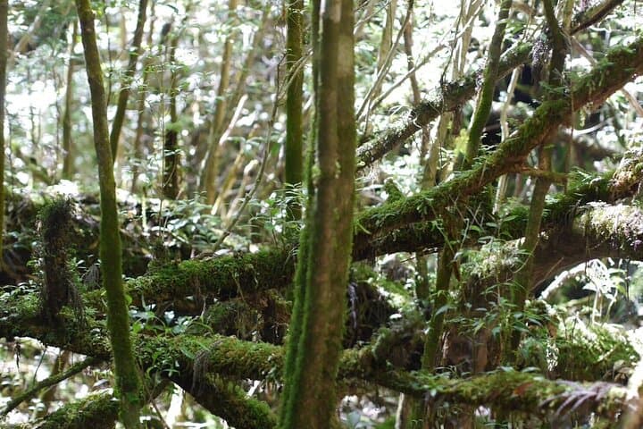 Private Tour: Full-Day Walking Tour with Professional Local Guide in Yakushima Island — photo 4