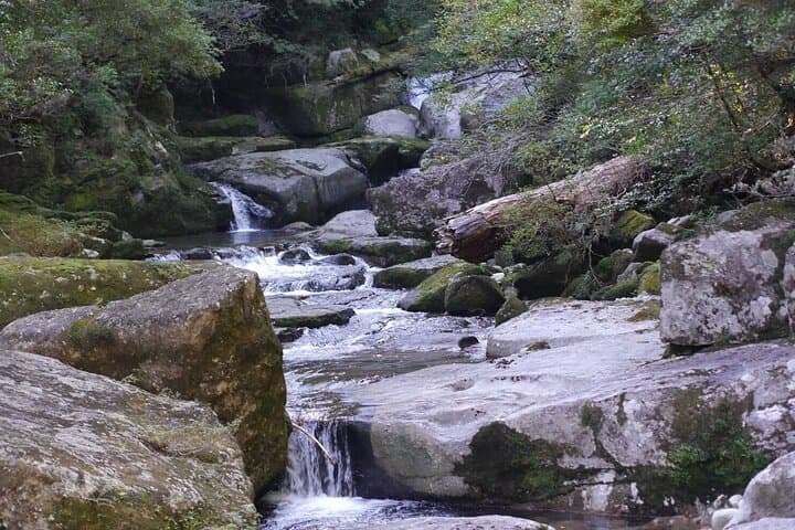 Private Tour: Full-Day Walking Tour with Professional Local Guide in Yakushima Island — photo 6