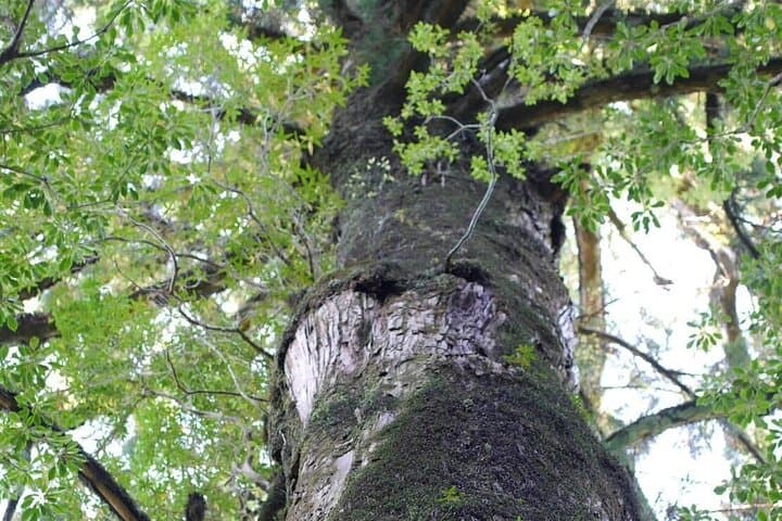 Private Tour: Full-Day Walking Tour with Professional Local Guide in Yakushima Island — photo 7