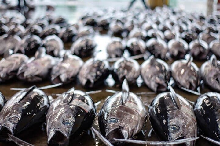 Tuna Auction Market Guided Private Tour in Nachi-Katsuura — photo 2
