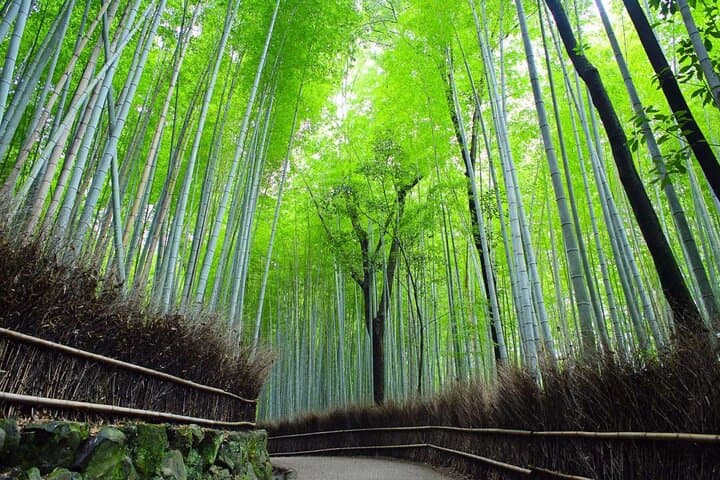 Kyoto Privilege Walk: Beyond Sightseeing with Your Local Friend — photo 20