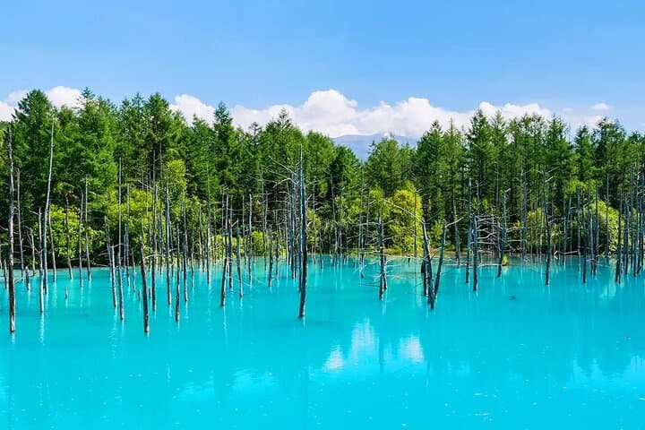 Shikisai-no-Oka Fairy Terrace Tour, optional lunch from Sapporo