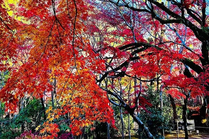 Kyushu Day Tour: Yufuin, Dazaifu & Beppu from Fukuoka — photo 11