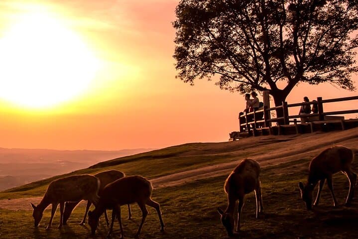 Perfect Nara Park Half-Day Bus Tour with English Speaking Guide — photo 4