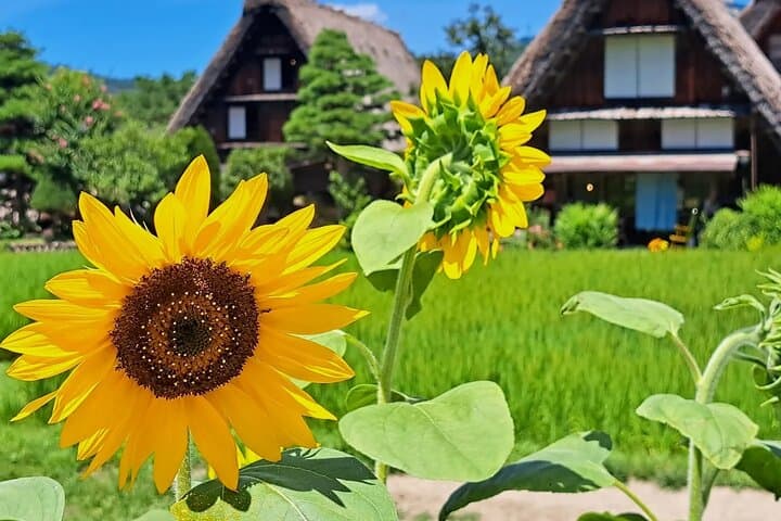 1-Day Shirakawago & Takayama Tour (Round Trip from Kanazawa) — photo 15