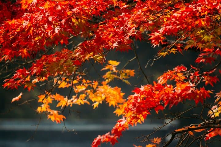 Nikko Private Sightseeing Customized English Day Tour — photo 3