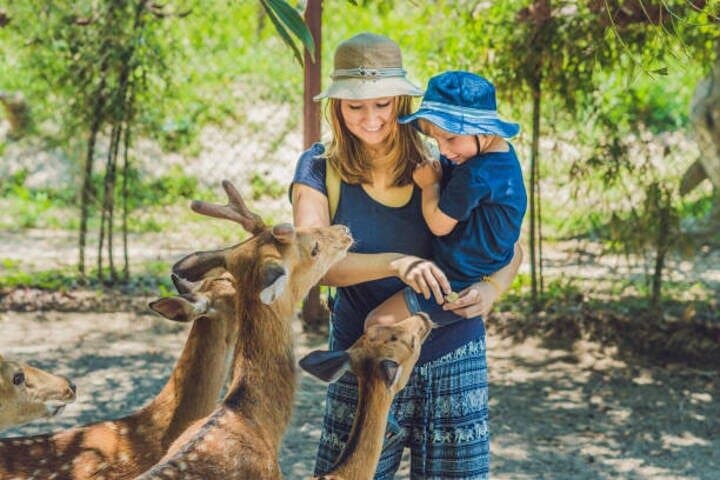 Nara Personalized Half Day Tour with a Local Guide