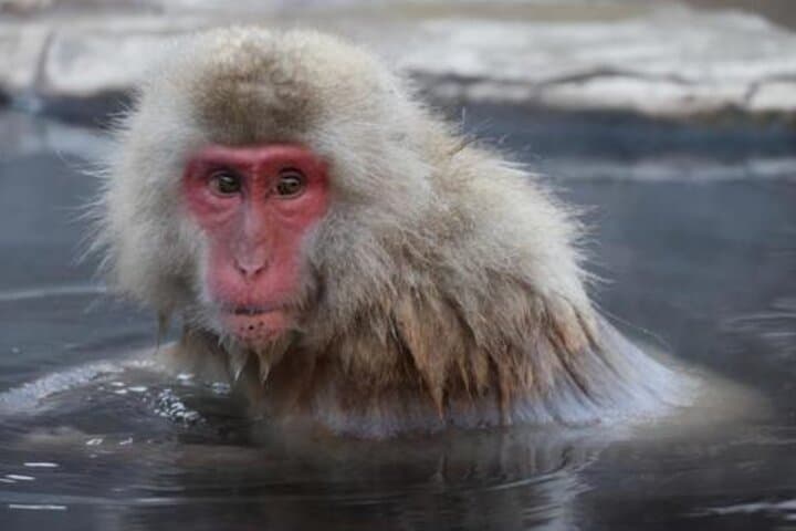 From Tokyo: Private Day Trip to Snow Monkey & Zenkoji — photo 4