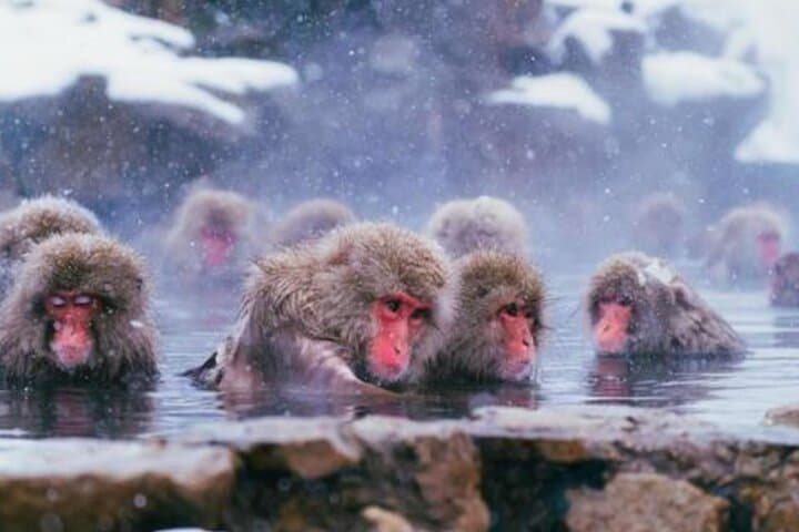 From Tokyo: Private Day Trip to Snow Monkey & Zenkoji — photo 5