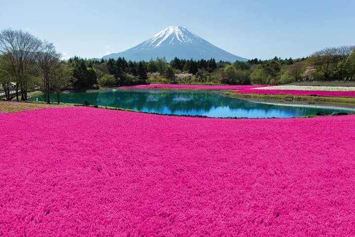 Mt. Fuji Shiba Sakura Festival and Hoto Noodle Making — photo 1