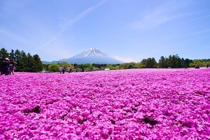Mt. Fuji Shiba Sakura Festival and Hoto Noodle Making — photo 2