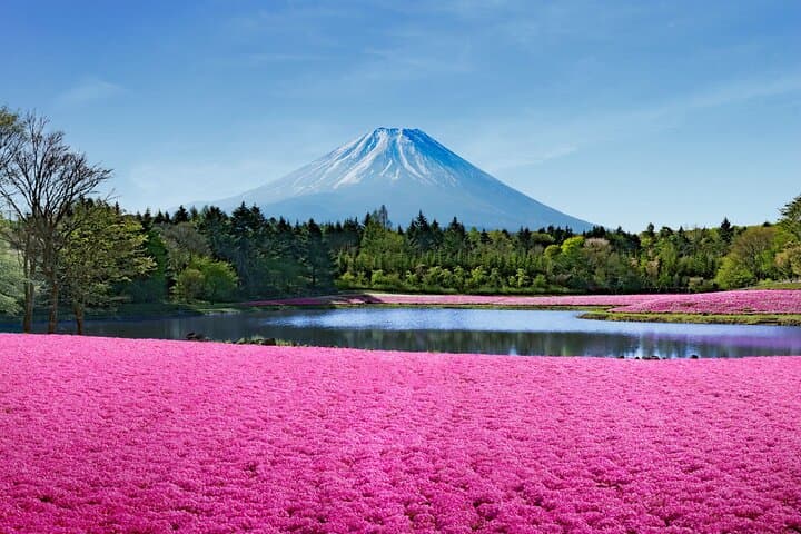 Mt. Fuji Shiba Sakura Festival and Hoto Noodle Making — photo 3