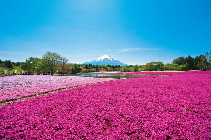Mt. Fuji Shiba Sakura Festival and Hoto Noodle Making — photo 4