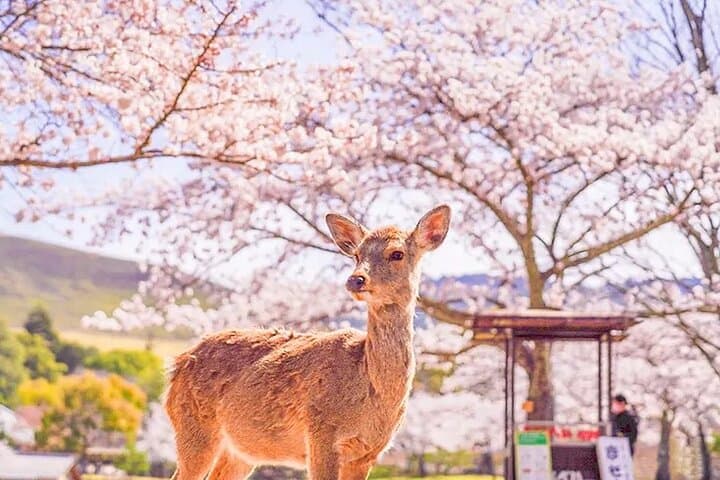 Kyoto Nara Trip Kiyomizu-dera Temple Fushimi Inari & Nara Park — photo 14