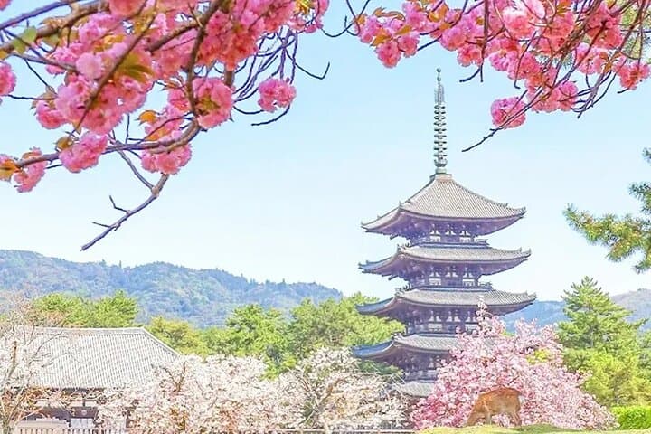 Kyoto Nara Trip Kiyomizu-dera Temple Fushimi Inari & Nara Park — photo 16