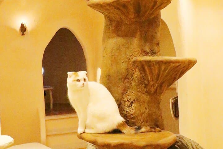 Tokyo Cat Cafe in Kichijoji - Castle Themed — photo 4