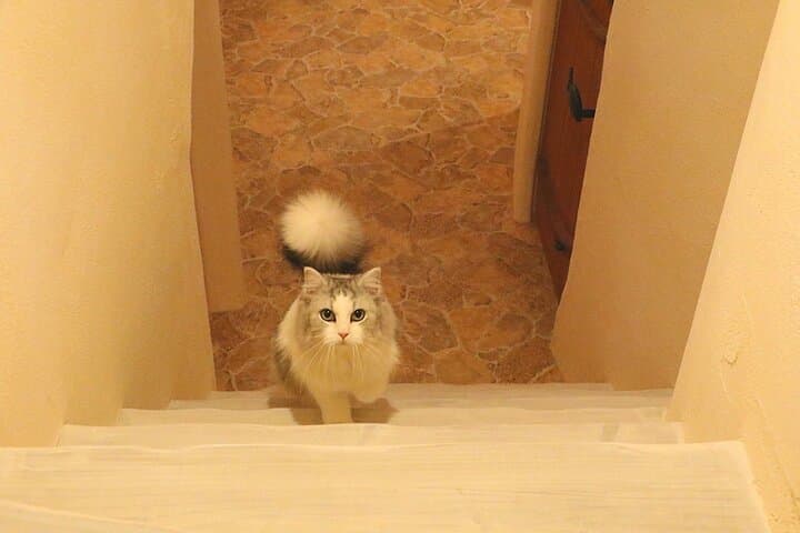 Tokyo Cat Cafe in Kichijoji - Castle Themed — photo 5