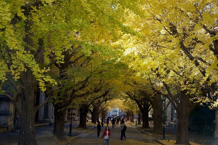 Red, Yellow and Brown - Visit autumn leaves spots in Tokyo — photo 4