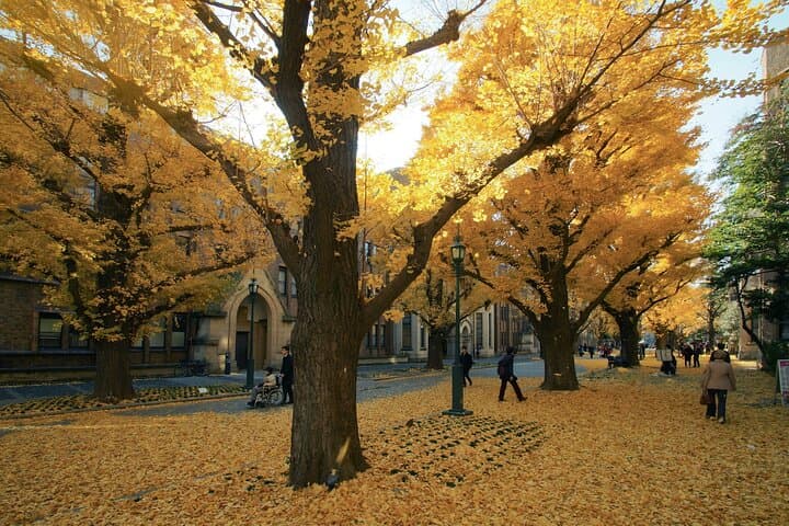 Red, Yellow and Brown - Visit autumn leaves spots in Tokyo — photo 5