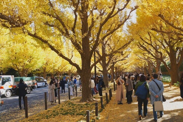 Red, Yellow and Brown - Visit autumn leaves spots in Tokyo — photo 7