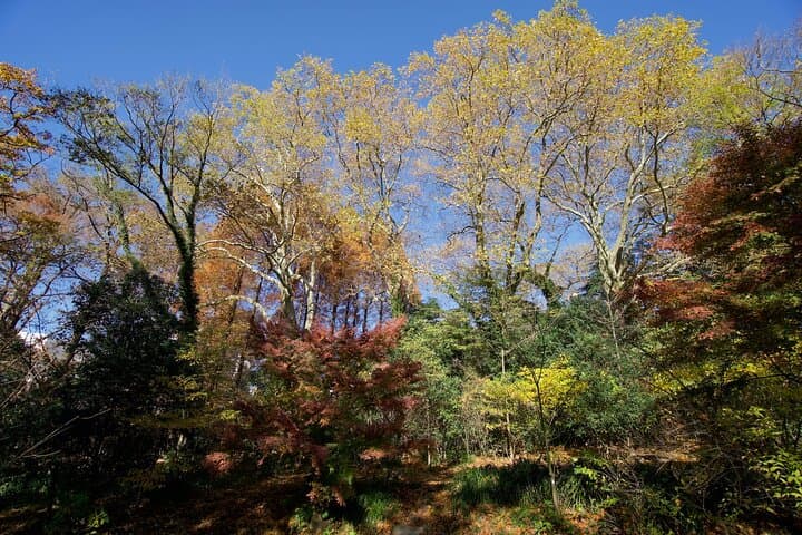 Red, Yellow and Brown - Visit autumn leaves spots in Tokyo — photo 8