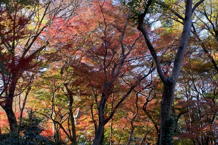 Red, Yellow and Brown - Visit autumn leaves spots in Tokyo — photo 10