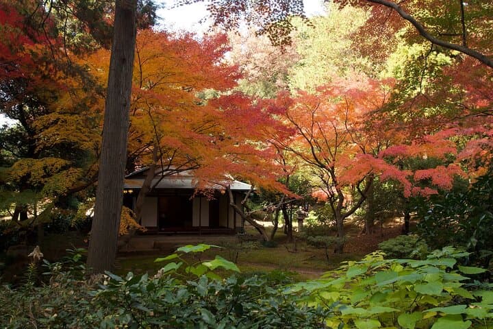 Red, Yellow and Brown - Visit autumn leaves spots in Tokyo — photo 18