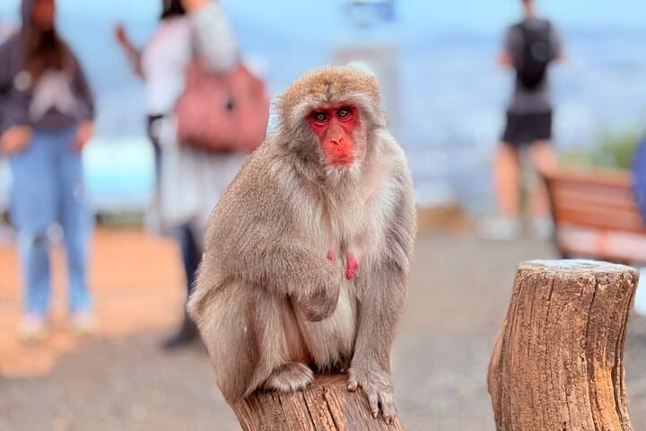 Ultimate Kyoto Arashiyama Tour: Bamboo, Monkeys & Hidden Gardens — photo 13