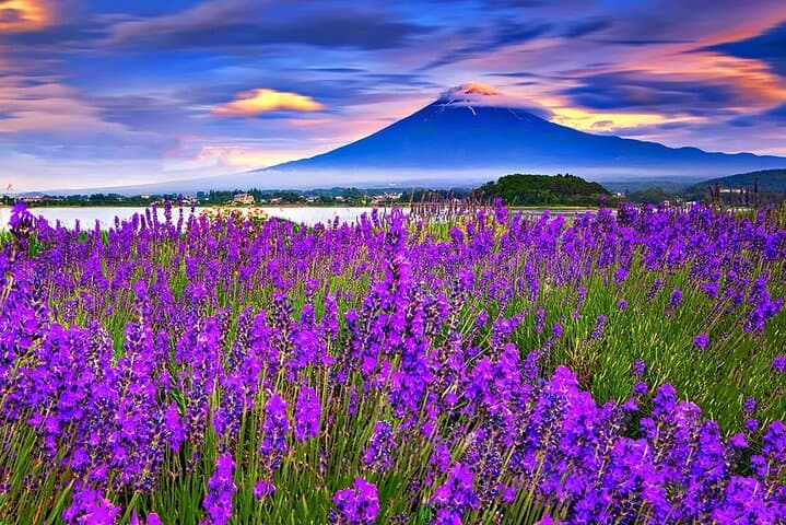 Mt Fuji Exploration Tour with Free Japanese Kusa Mochi from Tokyo — photo 4