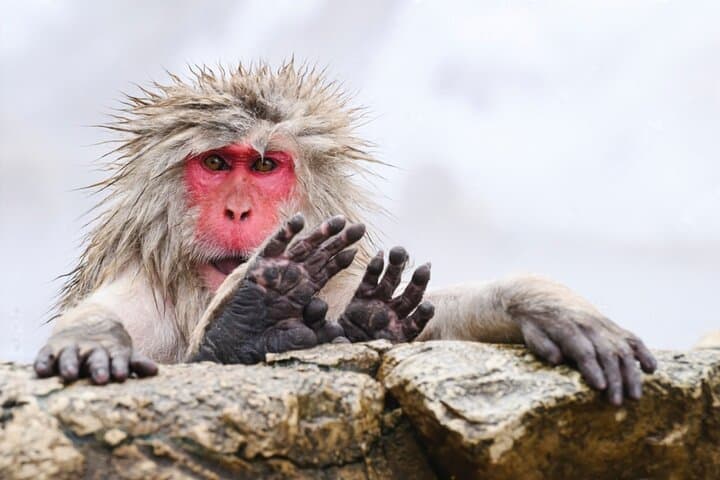 From Tokyo: Nagano Snow Monkey Park Private Tour — photo 2