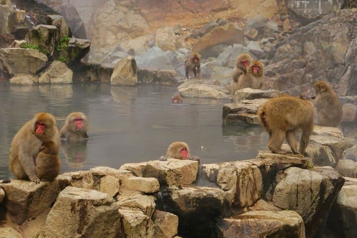 From Tokyo: Nagano Snow Monkey Park Private Tour — photo 12