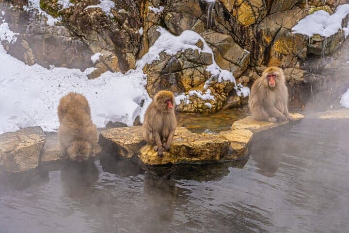 From Tokyo: Nagano Snow Monkey Park Private Tour — photo 14
