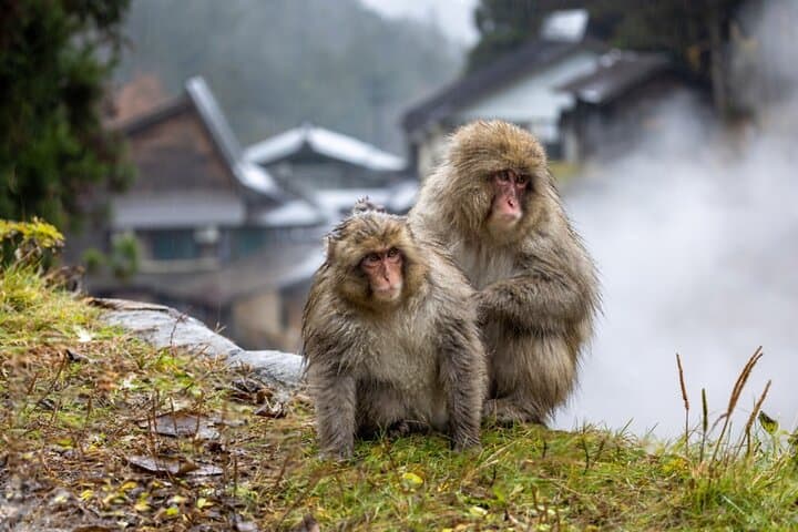 From Tokyo: Nagano Snow Monkey Park Private Tour — photo 13