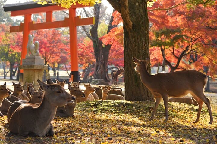 Nara Private Day Trip - Enjoy Your First-Time Visit to Nara! — photo 2