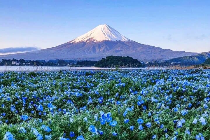Instagram Mt. Fuji Spots & Kawaguchiko's Four Seasons Flower Tour — photo 3