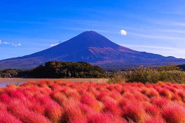 Instagram Mt. Fuji Spots & Kawaguchiko's Four Seasons Flower Tour — photo 4