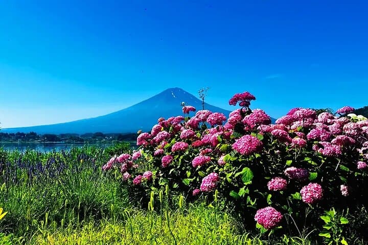 Instagram Mt. Fuji Spots & Kawaguchiko's Four Seasons Flower Tour — photo 10