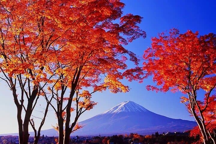 Instagram Mt. Fuji Spots & Kawaguchiko's Four Seasons Flower Tour — photo 11
