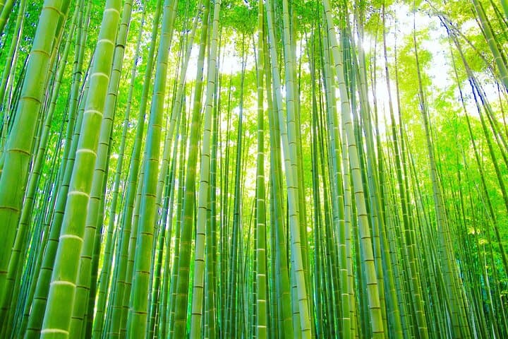 Buddha, Bamboo & Zen - Bespoke Kamakura Private Walking Tours — photo 2