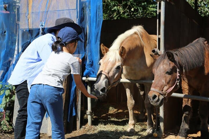Private Horse Interaction Experience near Mt. Fuji — photo 5