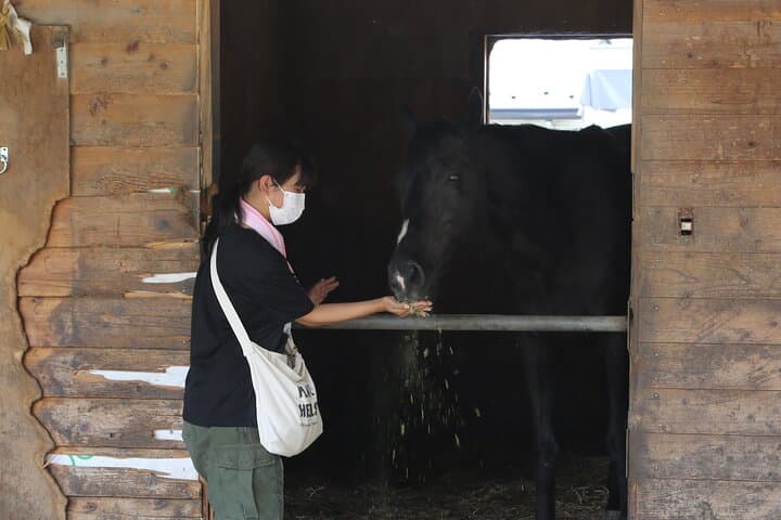 Private Horse Interaction Experience near Mt. Fuji — photo 6