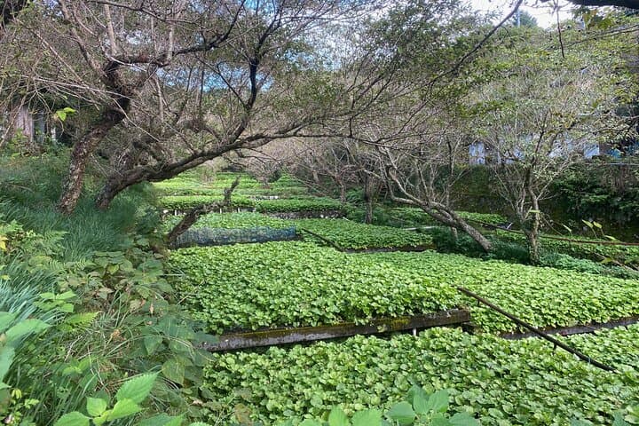 Kawazu Seven Falls Guided Tour — photo 11