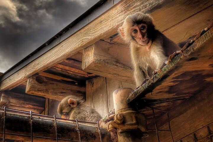 Afternoon Kyoto Bike Tour: Bamboo Forest, Monkeys & Hidden Spots — photo 3