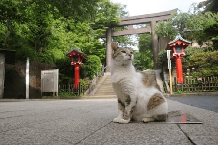 Kamakura Samurai Legends Shrines and the Great Buddha — photo 6