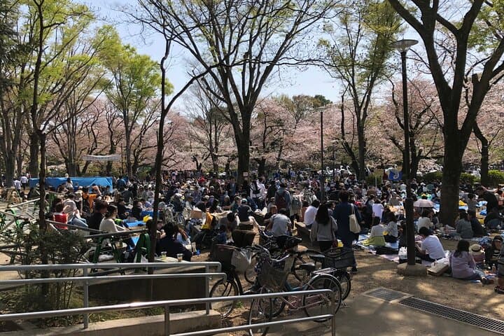Spring in Kichijoji –Discover Cherry Blossoms at Inokashira Park — photo 2