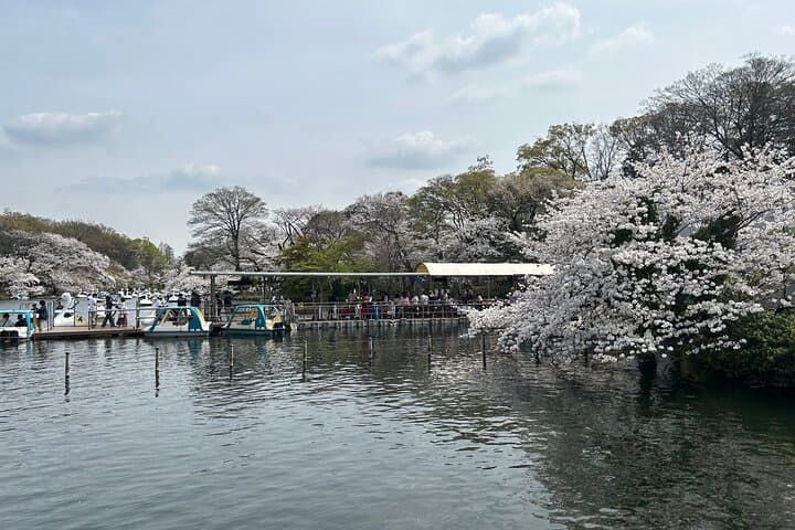 Spring in Kichijoji –Discover Cherry Blossoms at Inokashira Park — photo 3