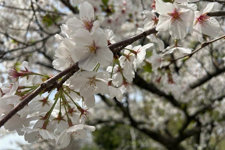Spring in Kichijoji –Discover Cherry Blossoms at Inokashira Park — photo 4